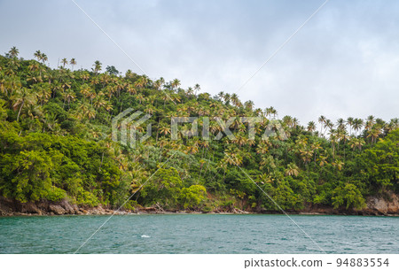 Samana bay, seaside view. Coconut palm trees on coast 94883554