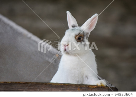 Cute rabbit Cute rabbit 94883604