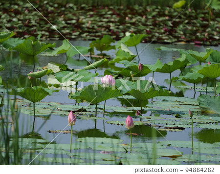 lotus flower in iris garden 94884282