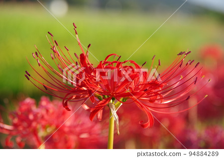 Cluster amaryllis on the footpath between rice fields 94884289