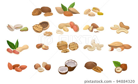 Nuts as Dry Edible Seeds with High Fat Content Vector Set 94884320
