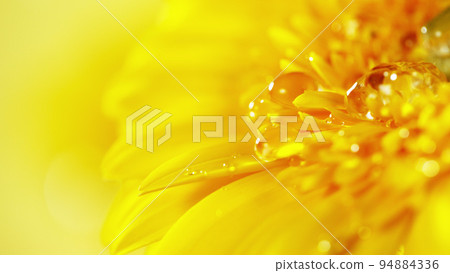 Yellow gerbera flower with a small drop of water. 94884336
