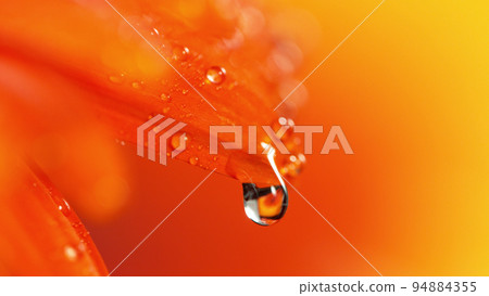 Orange gerbera flower with a small drop of water. 94884355