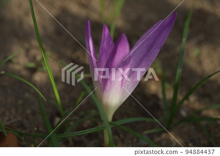 Pink Colchicum (Saffron) flowers blooming in an autumn park in Japan 94884437