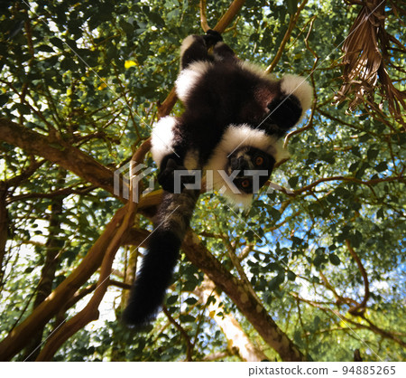 Portrait of hanging black-and-white ruffed lemur aka Varecia variegata or Vari lemur at the tree, Atsinanana region, Madagascar 94885265