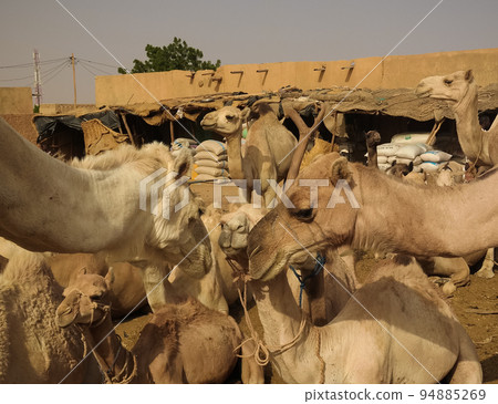 Camels at the Local cattle market in Agades, Air, Niger Camels at the Local cattle market in Agades, Air, Niger 94885269