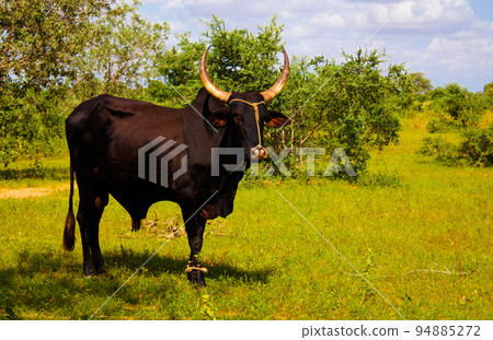 Portrait of ankole-watusi bighorned bull , oasis Dogon Tabki ,Dogondoutchi, Niger Portrait of ankole-watusi bighorned bull , oasis Dogon Tabki ,Dogondoutchi, Niger 94885272