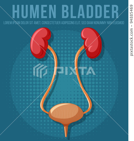 Human internal organ with kidneys and bladder 94885469