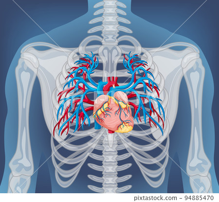 X-ray of human body with internal organs 94885470
