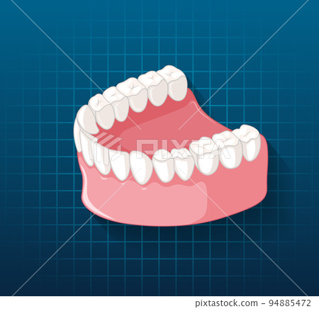 Human jaw with teeth 94885472