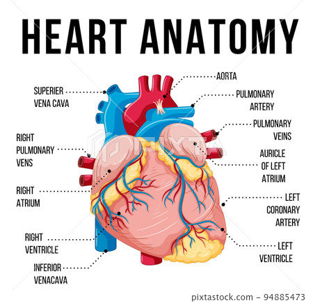 Human internal organ with heart Human internal organ with heart 94885473