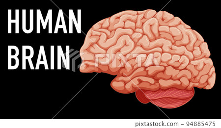 Human internal organ with brain Human internal organ with brain 94885475