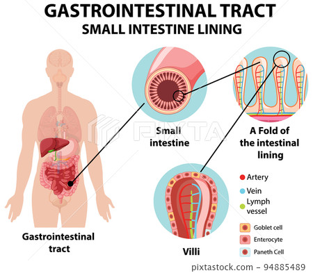 Diagram showing gastrointestinal tract Diagram showing gastrointestinal tract 94885489