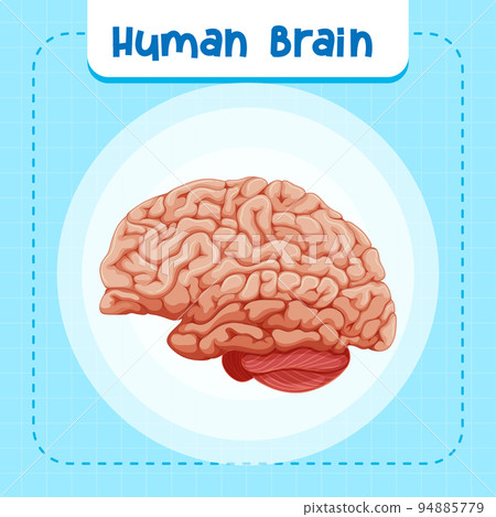 Human internal organ with brain 94885779