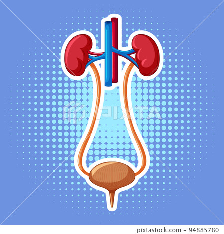 Human internal organ with kidneys and bladder Human internal organ with kidneys and bladder 94885780