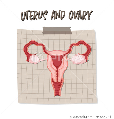 Human internal organ with uterus Human internal organ with uterus 94885781