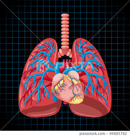 Human internal organ with lungs Human internal organ with lungs 94885782