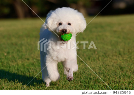 A park in the evening A toy poodle running happily with a ball in its mouth A park in the evening A toy poodle running happily with a ball in its mouth 94885946