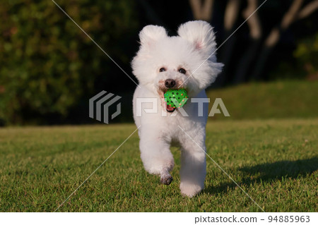 A park in the evening A toy poodle running happily with a ball in its mouth A park in the evening A toy poodle running happily with a ball in its mouth 94885963