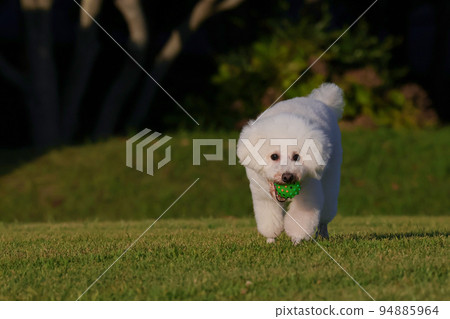 A park in the evening A toy poodle running happily with a ball in its mouth A park in the evening A toy poodle running happily with a ball in its mouth 94885964