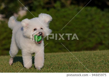 A park in the evening A toy poodle running happily with a ball in its mouth A park in the evening A toy poodle running happily with a ball in its mouth 94885975