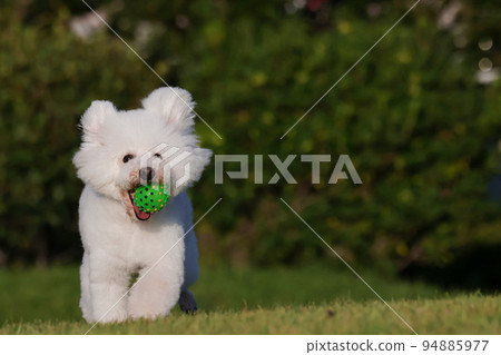 A park in the evening A toy poodle running happily with a ball in its mouth A park in the evening A toy poodle running happily with a ball in its mouth 94885977