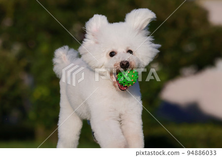 傍晚的公園 一隻玩具貴賓犬嘴裡叼著球開心地奔跑 94886033