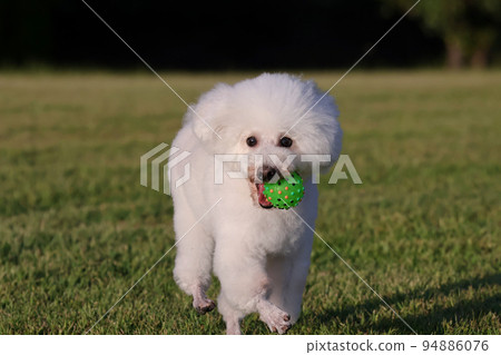 A park in the evening A toy poodle running happily with a ball in its mouth A park in the evening A toy poodle running happily with a ball in its mouth 94886076