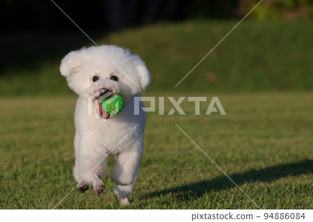 A park in the evening A toy poodle running happily with a ball in its mouth A park in the evening A toy poodle running happily with a ball in its mouth 94886084