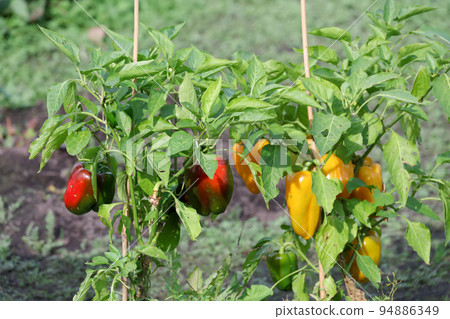 Paprika, vegetables, cultivation, harvest, fruit, field, food, nature, crops, vegetable garden, kitchen garden, green and yellow vegetables, fresh, plants, leaves 94886349