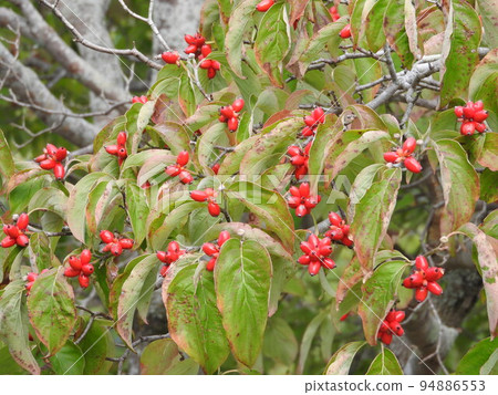 Fruit of dogwood dyed red 94886553