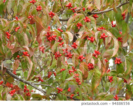 Fruit of dogwood dyed red 94886556