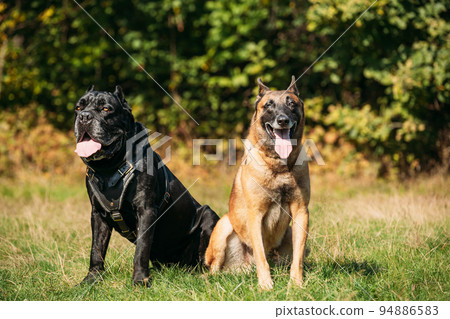 Red Malinois dog and black Cane Corso dog sitting together in grass. Big dog breeds Red Malinois dog and black Cane Corso dog sitting together in grass. Big dog breeds 94886583