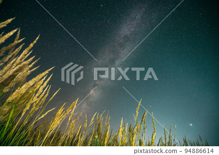 Bottom view of night starry sky from green grass in summer season. Night stars above meadow in august month. Nature background Bottom view of night starry sky from green grass in summer season. Night stars above meadow in august month. Nature background 94886614