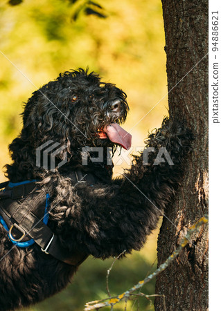 Bouvier des Flandres funny dog leaned against a tree. Funny Bouvier des Flandres herding dog breed leaned against a tree in sunny day Bouvier des Flandres funny dog leaned against a tree. Funny Bouvier des Flandres herding dog breed leaned against a tree in sunny day 94886621