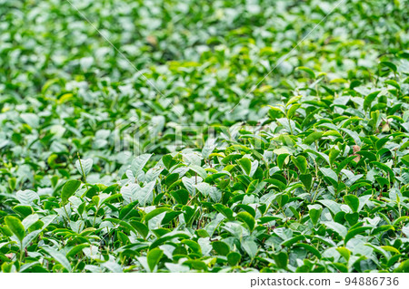 茶葉種植園花園休閒場茶園 茶葉種植園花園休閒場茶園 94886736