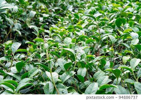 茶葉種植園花園休閒場茶園 茶葉種植園花園休閒場茶園 94886737