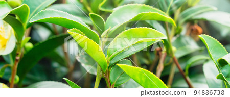 茶葉種植園花園休閒場茶園 茶葉種植園花園休閒場茶園 94886738