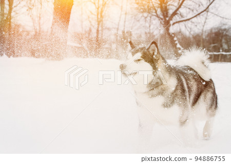 Young Siberian Husky Dog Sprinkled With Snow. Dog Runs Playfully Through The Snowdrifts Outdoor In Winter Snowy Forest. Pets Play, Jumping And Fast Running. Brave Husky. Copy Space, Copyspace 94886755