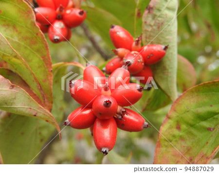 Fruit of dogwood dyed red 94887029