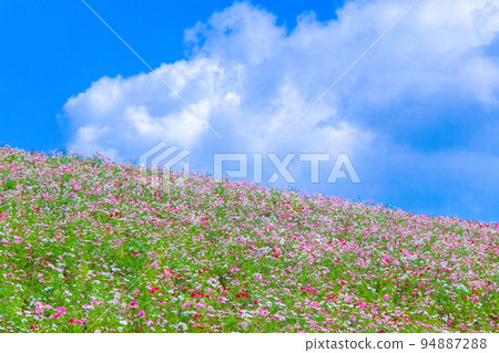 波斯菊在藍天的映襯下在山上綻放 94887288