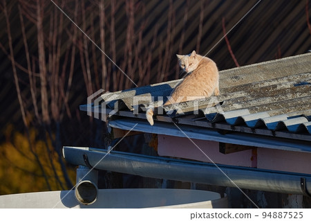 Cat on an old house Cat on an old house 94887525