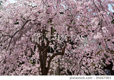Weeping cherry blossoms in full bloom Weeping cherry blossoms in full bloom 94887965