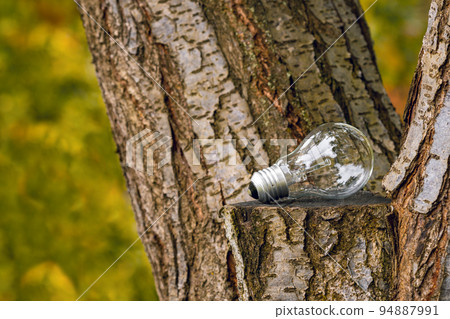 Old light bulb on a tree trunk Old light bulb on a tree trunk 94887991