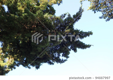 juniper juniper 94887997