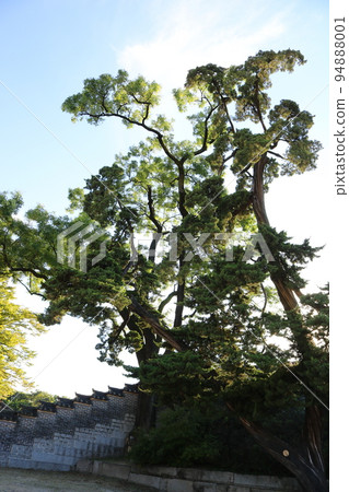 juniper juniper 94888001