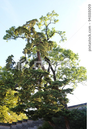 juniper juniper 94888009