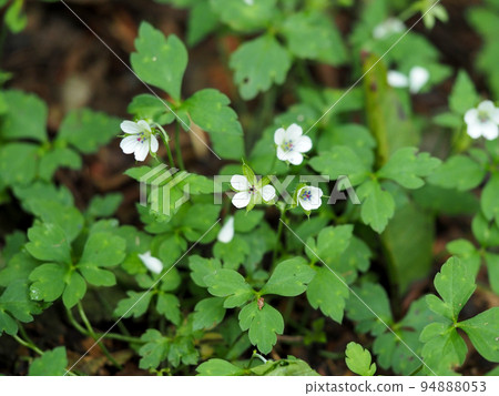 White flower of Gennoshoko White flower of Gennoshoko 94888053