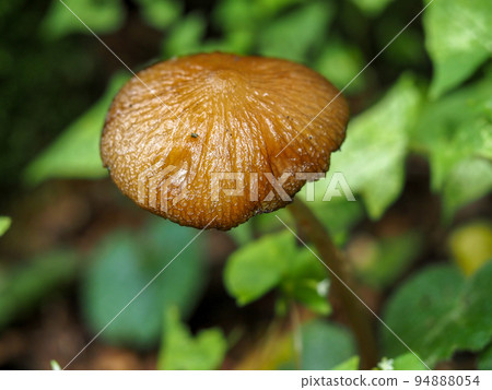 Landscape with mushrooms Landscape with mushrooms 94888054