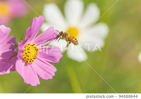 A bee flying towards the cosmos A bee flying towards the cosmos 94888644